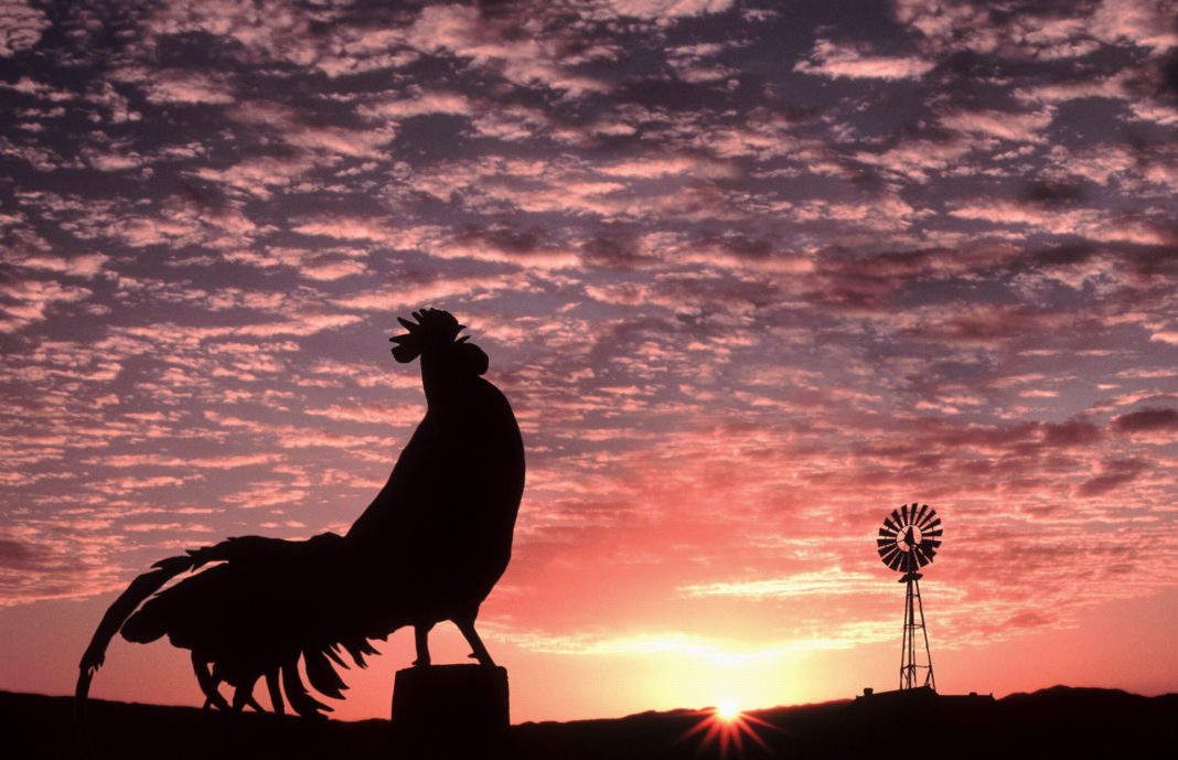 Il canto del gallo all'alba