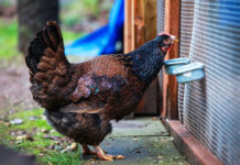 Barnevelder, la bella gallina ovaiola di razza olandese | TuttoSulleGalline.it
