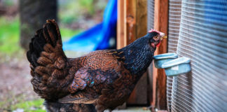 Barnevelder, la bella gallina ovaiola di razza olandese | TuttoSulleGalline.it
