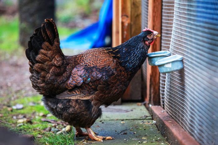 Barnevelder, la bella gallina ovaiola di razza olandese | TuttoSulleGalline.it