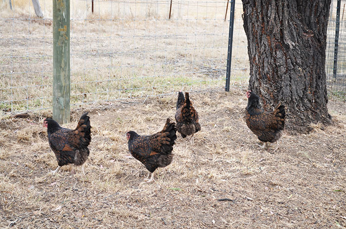 Galline ovaiole barnevelder olandesi allo stato libero