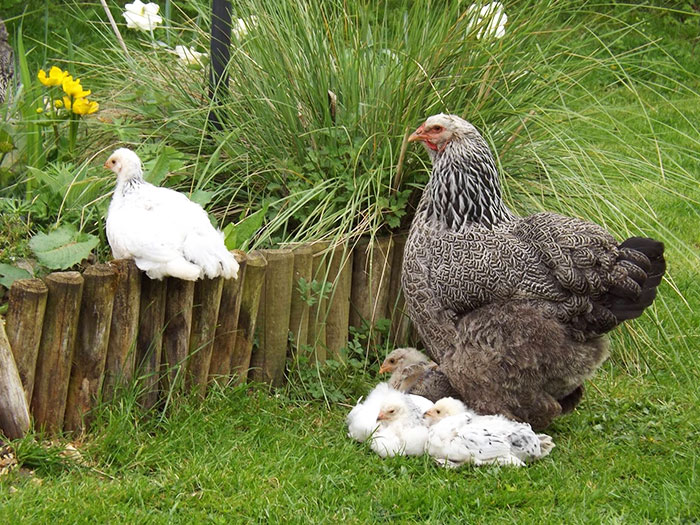 La Brahma e anche una chioccia molto affettuosa con i suoi pulcini