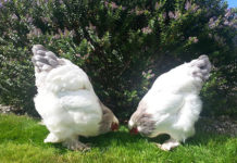 Brahma: galline ornamentali giganti di origine asiatica | Tuttosullegalline.it