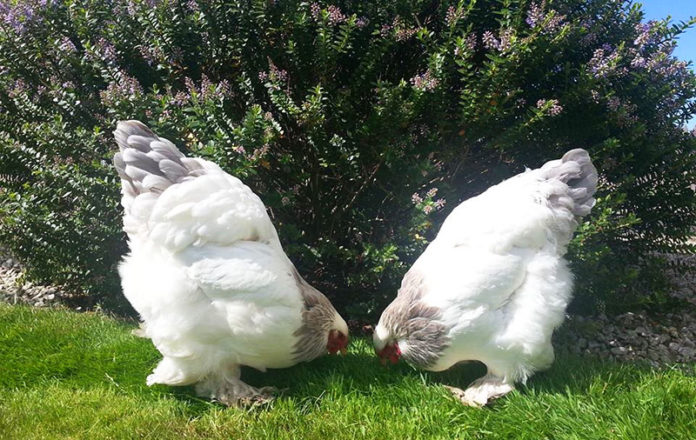 Brahma: galline ornamentali giganti di origine asiatica | Tuttosullegalline.it