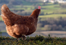 Cocca Riciclona: adottare le galline per ridurre i rifiuti organici | TuttoSulleGalline.it