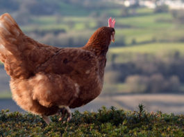 Cocca Riciclona: adottare le galline per ridurre i rifiuti organici | TuttoSulleGalline.it