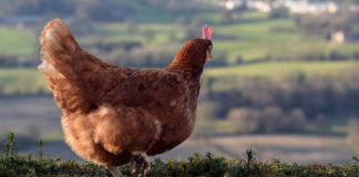 Cocca Riciclona: adottare le galline per ridurre i rifiuti organici | TuttoSulleGalline.it
