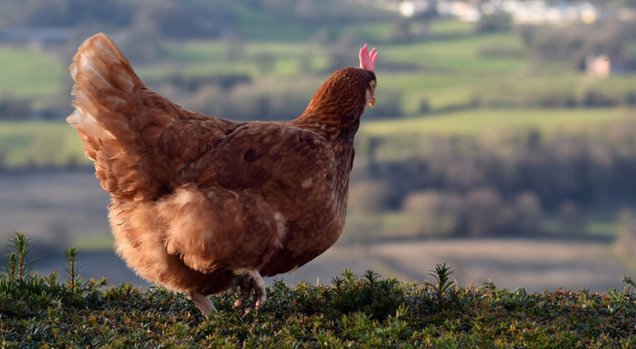 Cocca Riciclona: adottare le galline per ridurre i rifiuti organici | TuttoSulleGalline.it