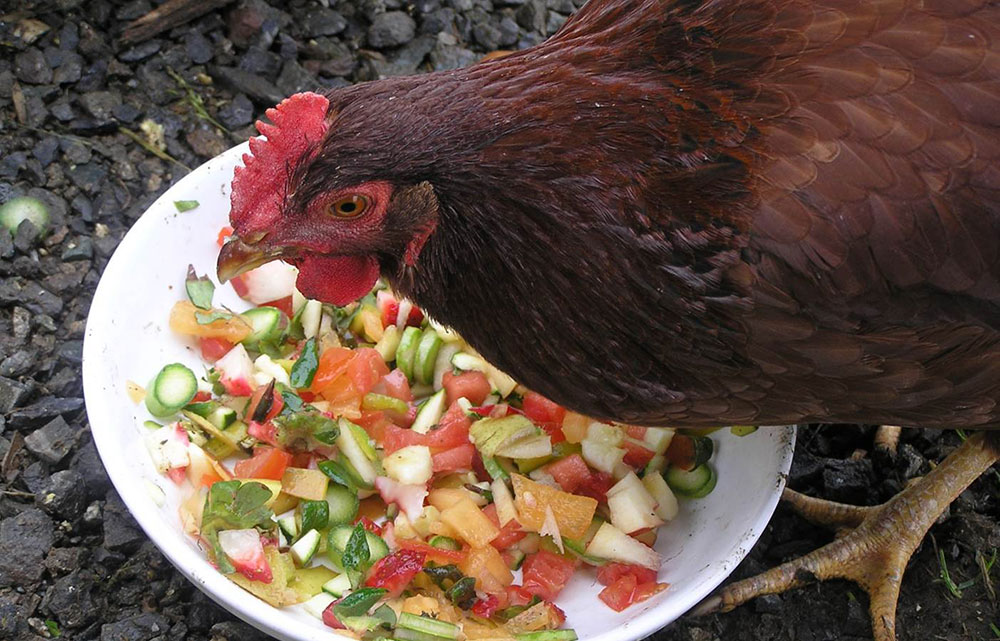 Galline si nutre di avanzi di cibo domestici