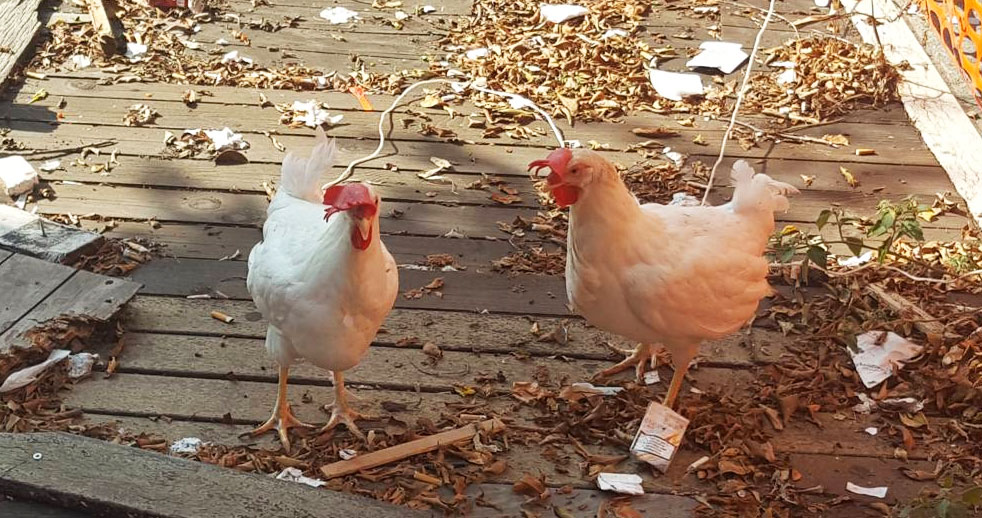 Galline in Piazza Cairoli a Messina | TuttoSulleGalline.it