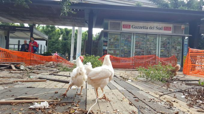 Galline in Piazza Cairoli a Messina | TuttoSulleGalline.it