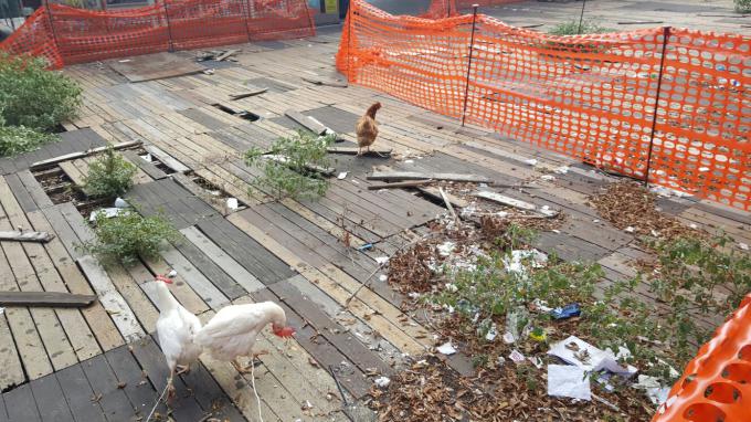 Galline in Piazza Cairoli a Messina | TuttoSulleGalline.it