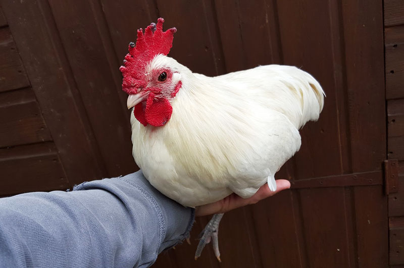 Gallo di razza Australorp bianca