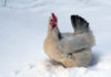 Gennaio pollaio, ovvero come gestire il pollaio in inverno | TuttoSulleGalline.it