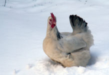 Gennaio pollaio, ovvero come gestire il pollaio in inverno | TuttoSulleGalline.it