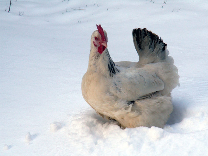 Gennaio pollaio, ovvero come gestire il pollaio in inverno | TuttoSulleGalline.it