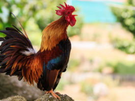 Il cantoo del gallo al mattino segna l'inizio del lavoro