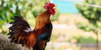 Il cantoo del gallo al mattino segna l'inizio del lavoro