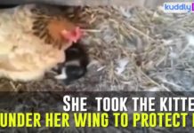 La gallina cova il gattino | TuttoSulleGalline.it