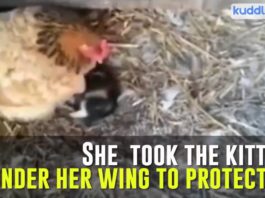 La gallina cova il gattino | TuttoSulleGalline.it