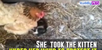 La gallina cova il gattino | TuttoSulleGalline.it