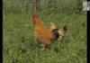 Galline ovaiole: come riconoscere una buona “produttrice” di uova