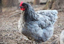 Orpington, gallina ornamentale dal voluminoso e soffice piumaggio | TuttoSulleGalline.it