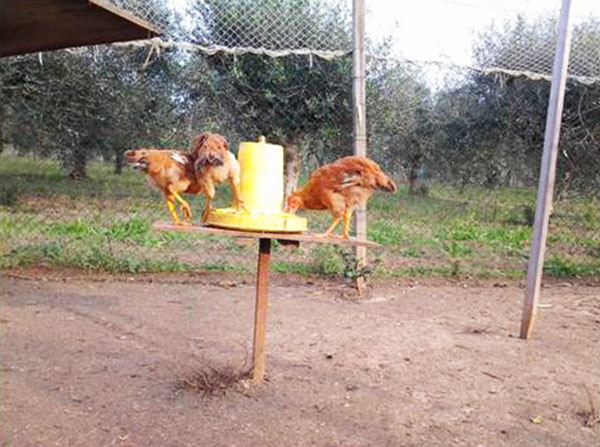 Piano sopraelevato anti-topo per mangime galline