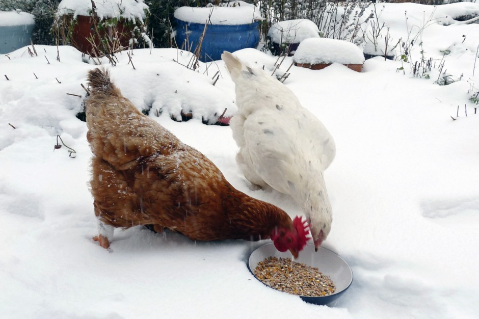 La dieta delle galline in inverno: maggiormente grassa e proteica