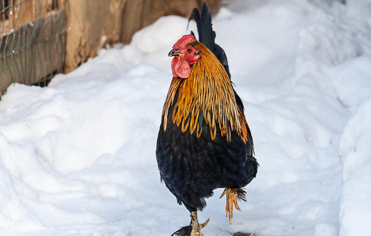 Nel freddo invcerno preservare creste e bargigli di galli e galline dal congelamento
