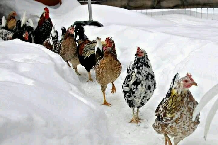 In inverno può essere necessario spingere le galline a muoversi, ad esempio posizionando il cibo in diversi punti