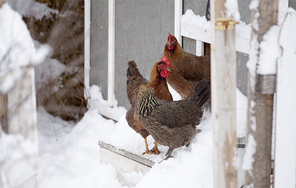 Galline in inverno vicine al pollaio