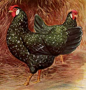 Disegno di due galline ovaiole Ancona nello standard FIAV