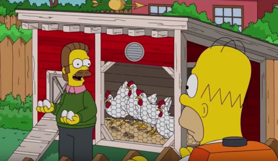Flanders con le uova del suo pollaio domestico