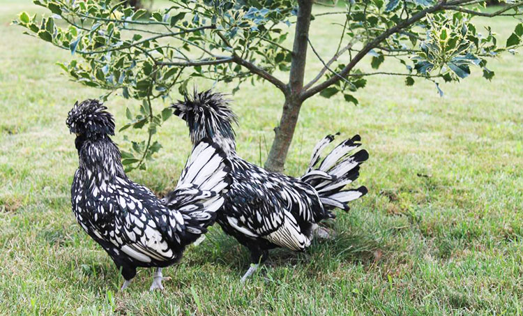 Gallina Padovana argento orlata nera