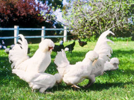 Gallina Padovana ciuffata, ornamentale e ovaiola | TuttoSulleGalline.it