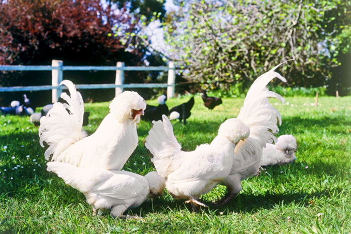 Gallina Padovana ciuffata, ornamentale e ovaiola | TuttoSulleGalline.it