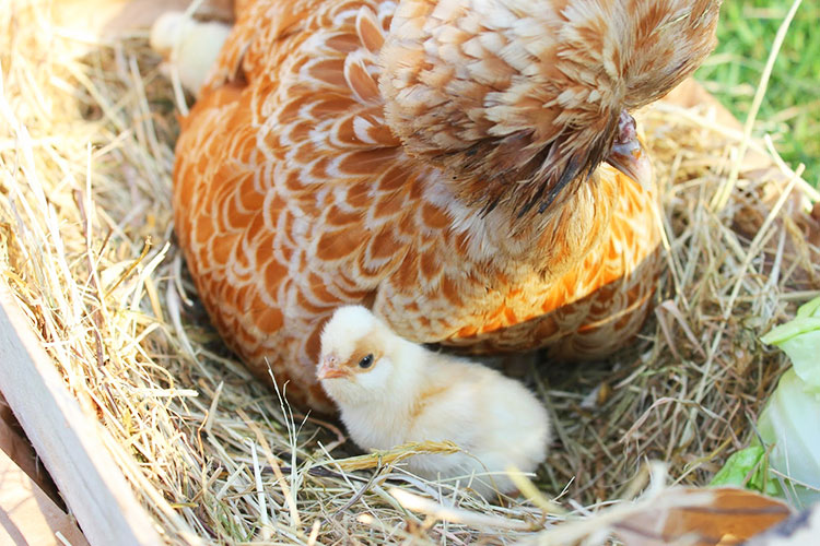 Gallina Padovana camoscio orlata bianca con pulcino