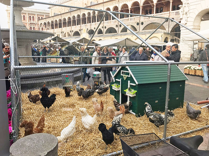 Le galline padovane dell'allevatore Andrea Pozzato in Piazza delle Erbe a Padova