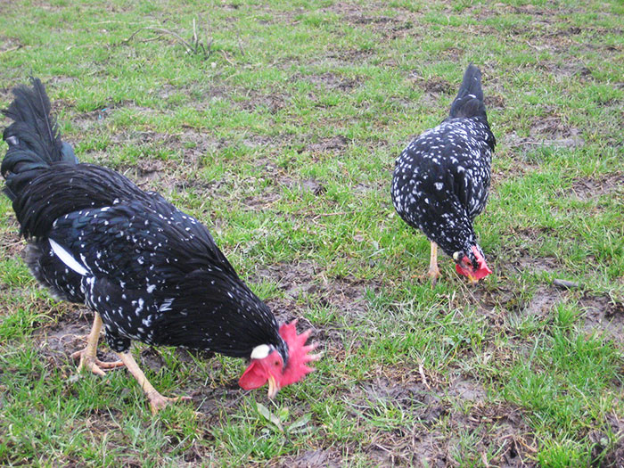 Gallo e gallina di razza Ancona al pascolo