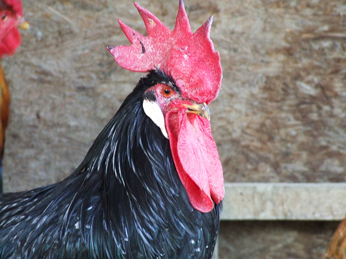 Un bel primo piano di un gallo di razza Ancona