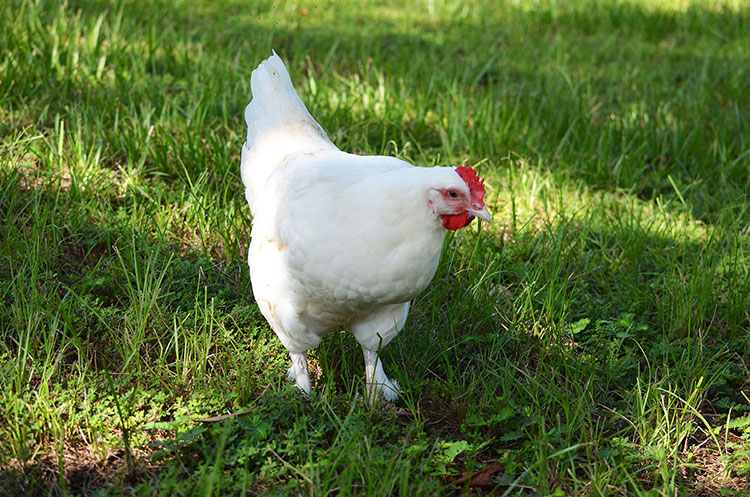 Gallina ovaiola di Razza Marans bianca