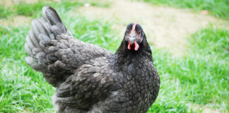 Gallina ovaiola di razza Marans, la gallina dalle uova d'oro | TuttoSulleGalline.it
