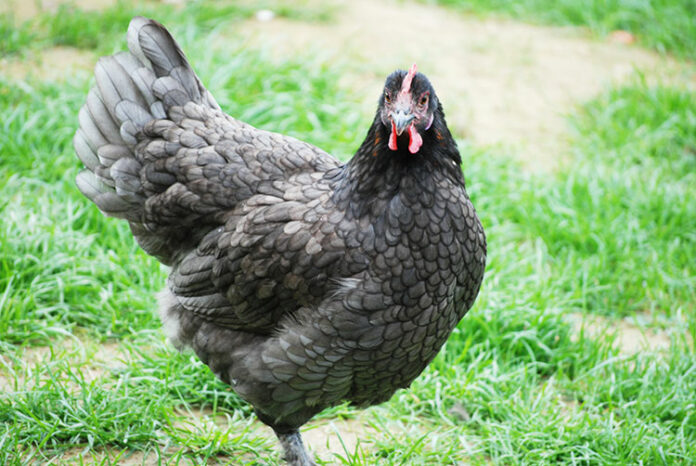 Gallina ovaiola di razza Marans, la gallina dalle uova d'oro | TuttoSulleGalline.it