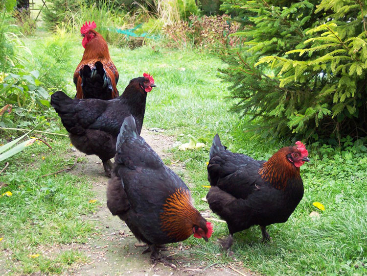 Gallina ovaiola di Razza Marans nera ramata