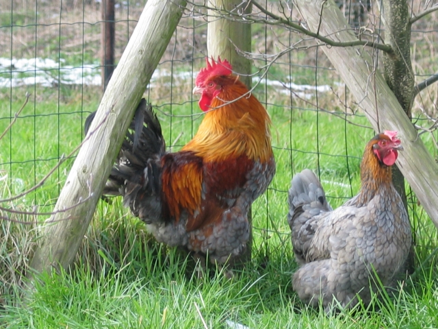 Gallina ovaiola di Razza Marans ramata blu