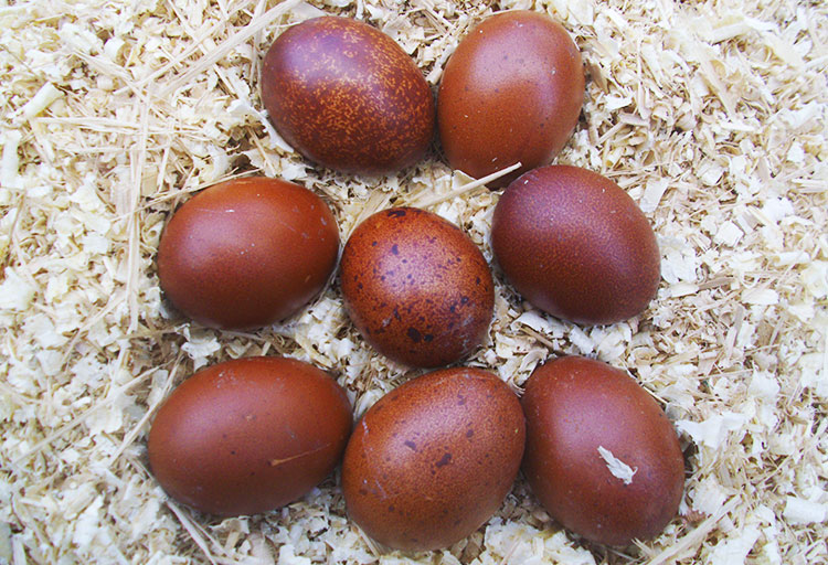 La colorazione bruna delle uova di galline ovaiole di razza Marans