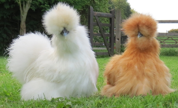 Due esemplari di razza ornamentale di gallina Moroseta, uno bianco e uno fulvo