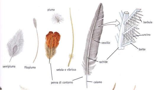 Caratteristicche della piuma della gallina ornamentale Moroseta che ne determina la sofficità del manto