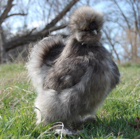 Gallina ornamentale di razza ornamentale Moroseta nana blu